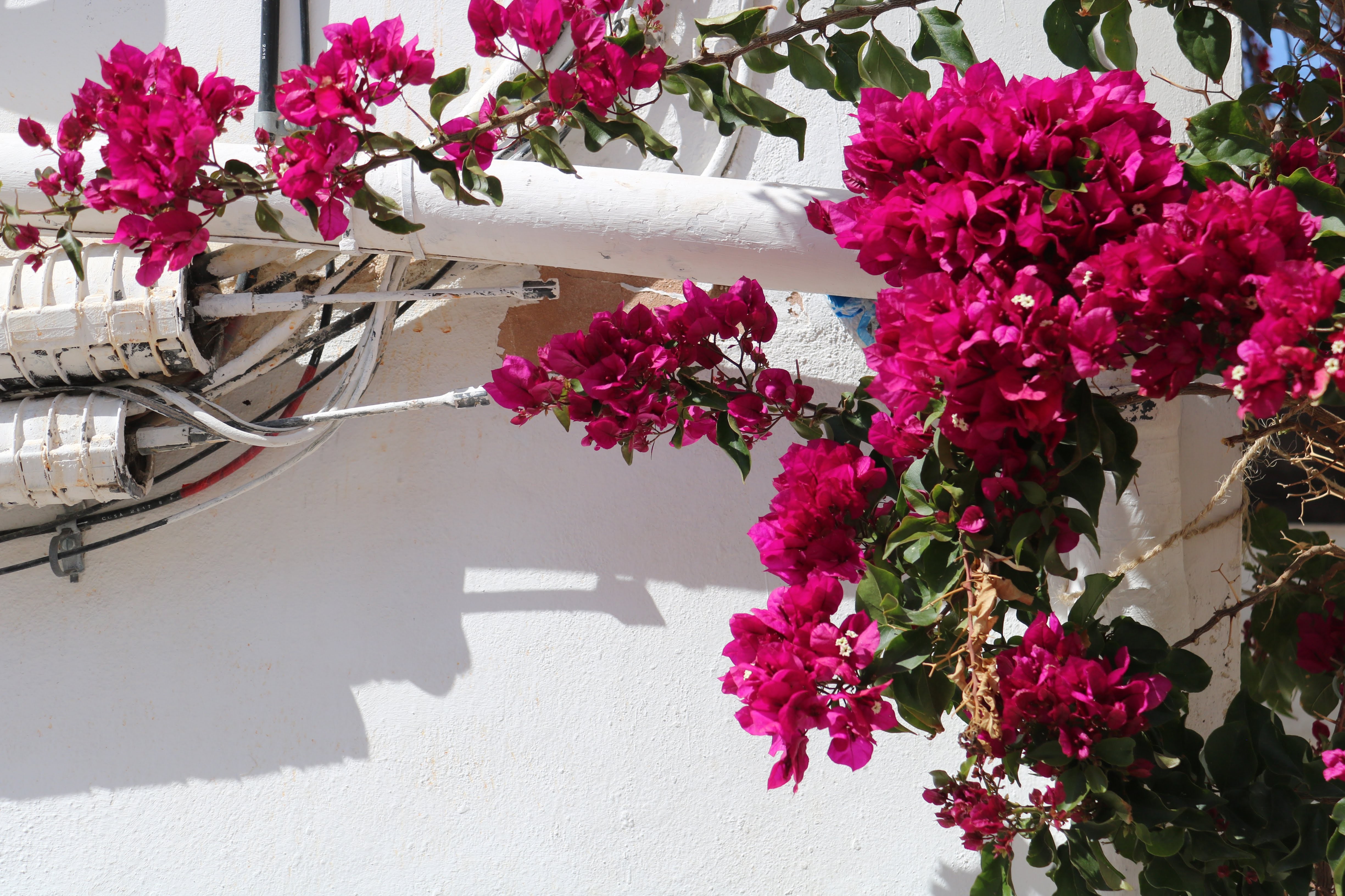 pink flowers on white background